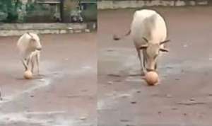Soccer Playing Bull in India