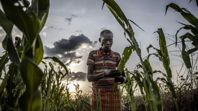 East Africa fears second wave - of locust swarms