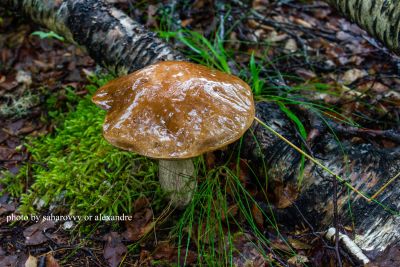 Mushroom in the Norwegian forests