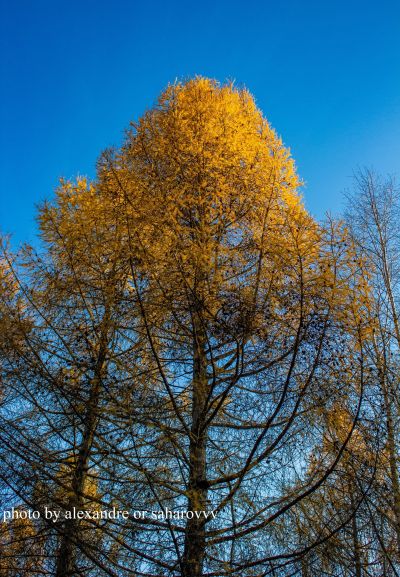 Beautiful golden tree