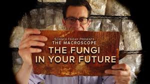 (IJCH) FUN(gi) Fun! - Amazing Building Materials made of Mycelium!