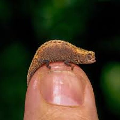 The Tiniest Chameleon of the World