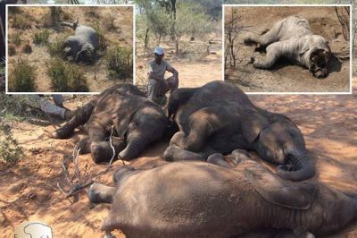 The Death
Mystery of Botswana Elephants