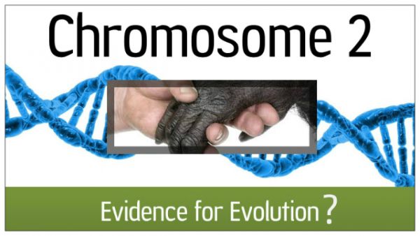 (IJCH) The Human Chromosome #2 Controversy (or How creating colored paint made me go, "Hmmm...?")