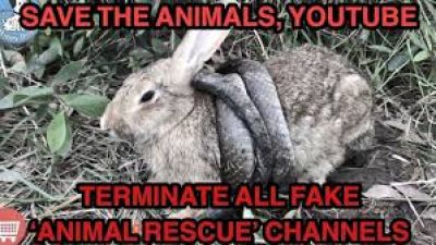 How YouTube Become Dangerous to Animals